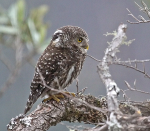 Chevechette des Andes