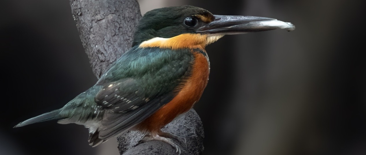 Martin_pêcheur à San Martín Pérou