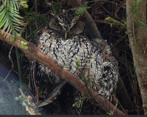 Petit-Duc  du Pérou